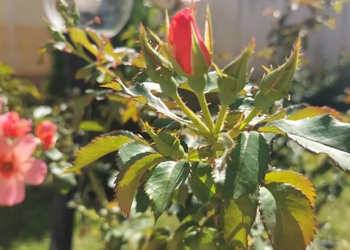 Bo's Place 3* セインツ・コンスタンティン＆ヘレナ